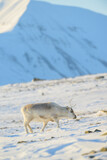 The Svalbard reindeer (Rangifer tarandus platyrhynchus) in spring time with snow