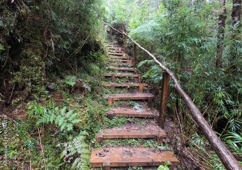 stairs in the forest