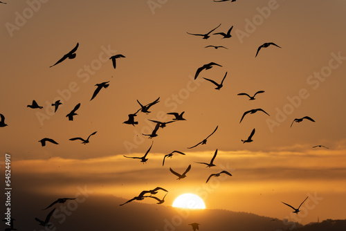 Sunrise and birds in Istanbul 