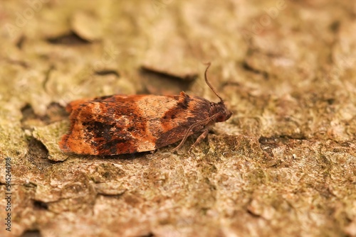 Closeup shot of the Ditula angustiorana Tortricid moth photo