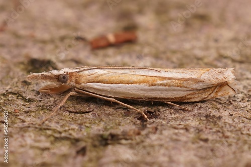 Closeup shot of the Crambus pascuella crambidae moth photo