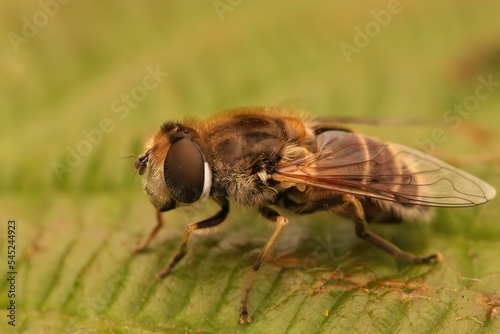 Closeup shot of the Eristalis arbustorum drone fly photo