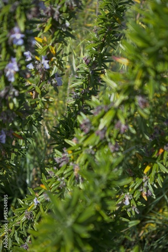 Selective shot of Rosemary blooming