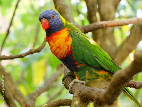 oiseau loriquet de swainson