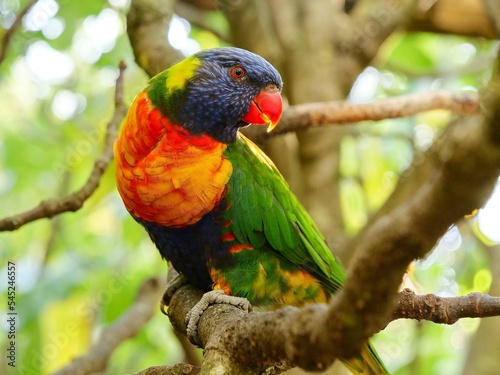 oiseau loriquet de swainson