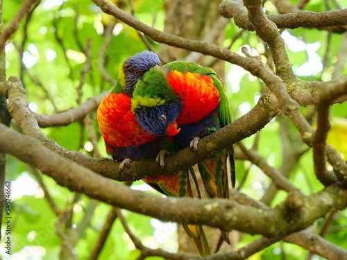 oiseau loriquet de swainson