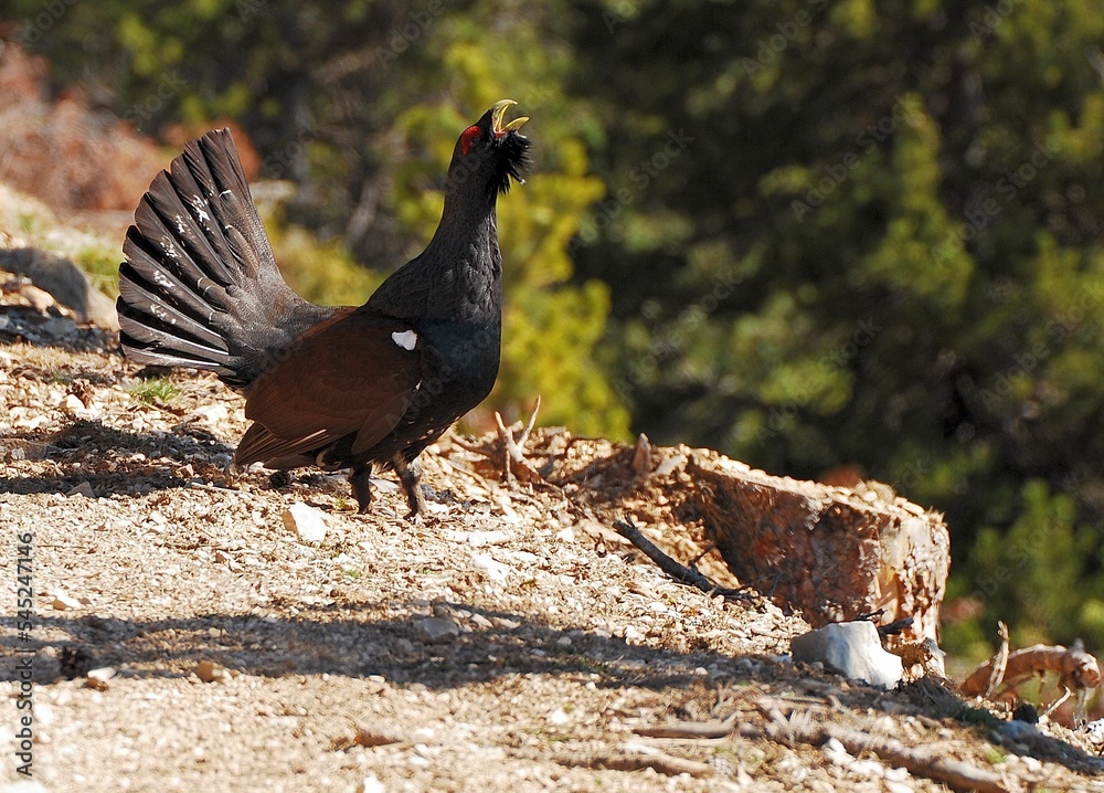 Side shot of a sunlit capercaillie with an open tail on the dusty road, trees blurred background