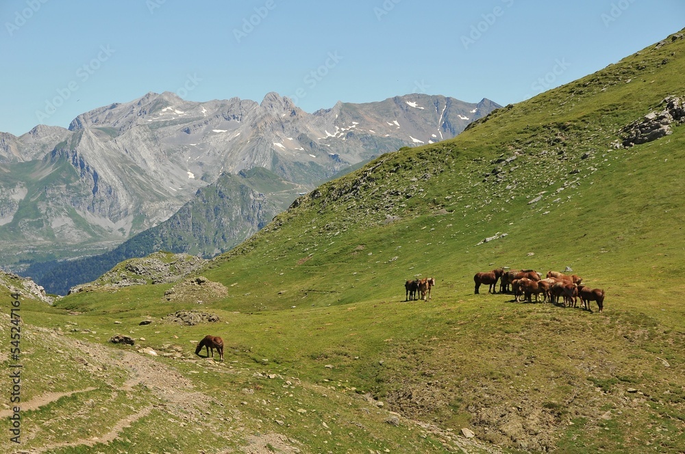 Low-angle of a harras of horses grazing on the mountains covered with grass, clear sky background Low-angle of a harras of horses grazing on the mountains covered with grass, clear sky background
