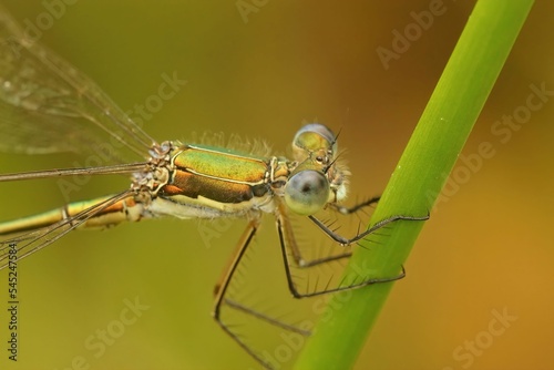 Closeup of a lestes virens damselfly isolated on the green grass photo