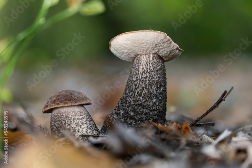 Closeup of two black birch bolete mushrooms (Leccinum melaneum) photo