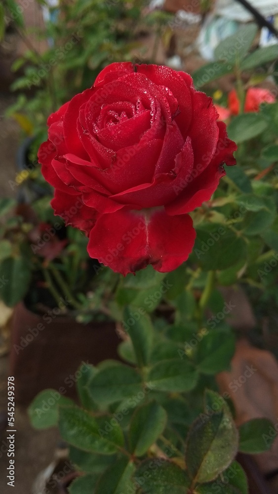Vertical shot of a blooming red rose Vertical shot of a blooming red rose