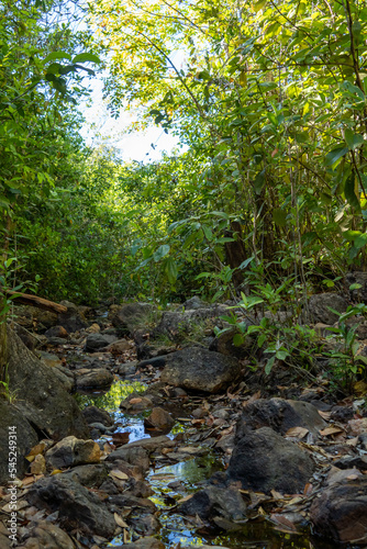 stream in the forest