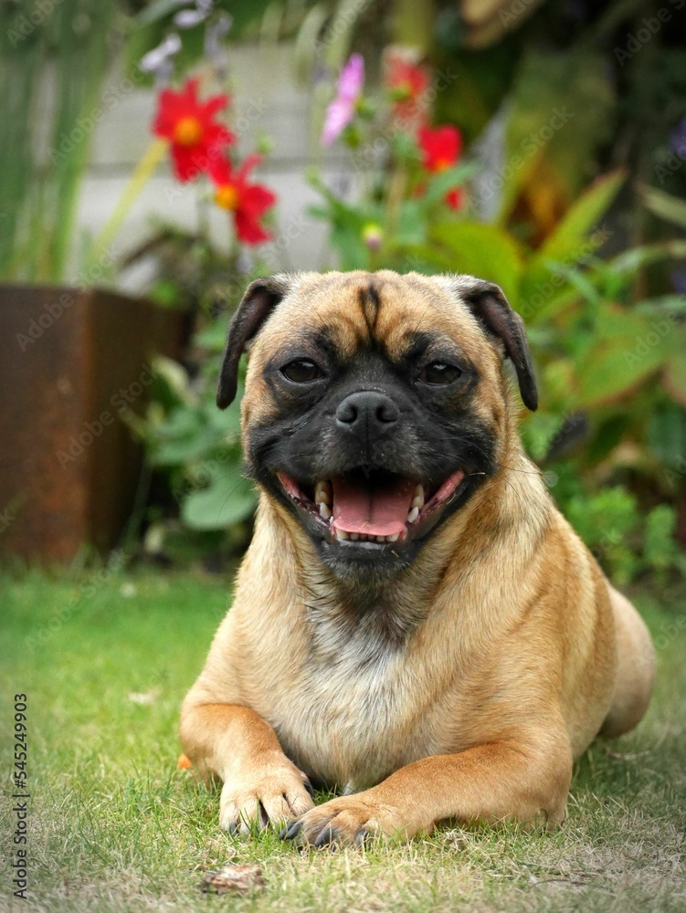 Vertical image of  jack Russelxpug dog with an open mouth, lying on the grass