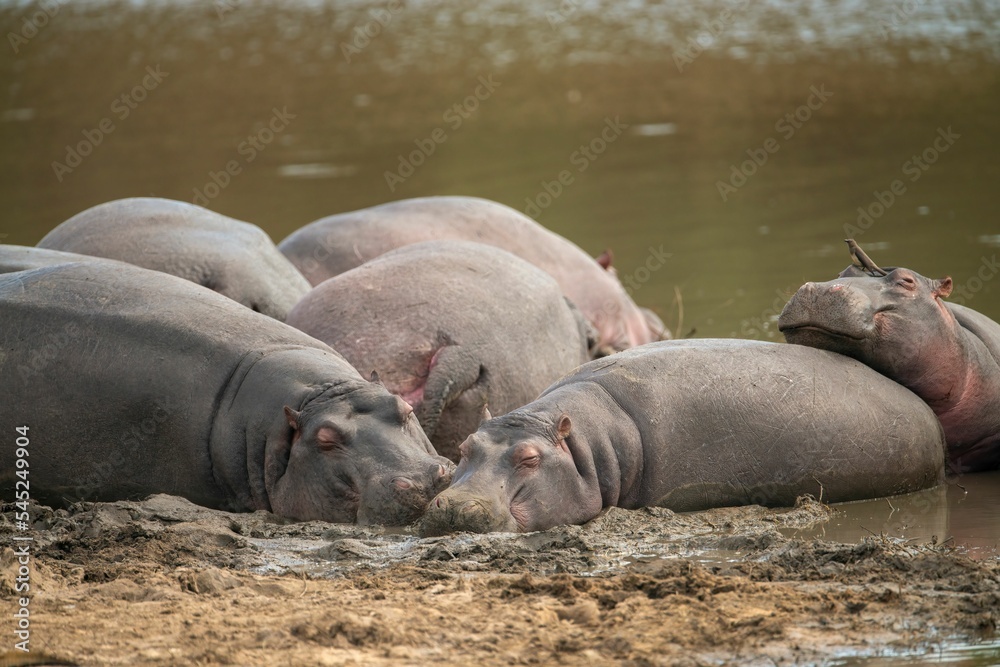 Closeup shot of a group of big hippos in the lake in a Kruger National Park Closeup shot of a group of big hippos in the lake in a Kruger National Park