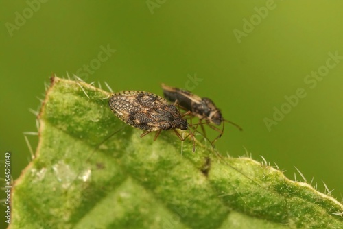 Closeup of two dictyla humuli bugs isolated on a green leaf