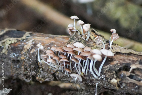 champignion on the tree