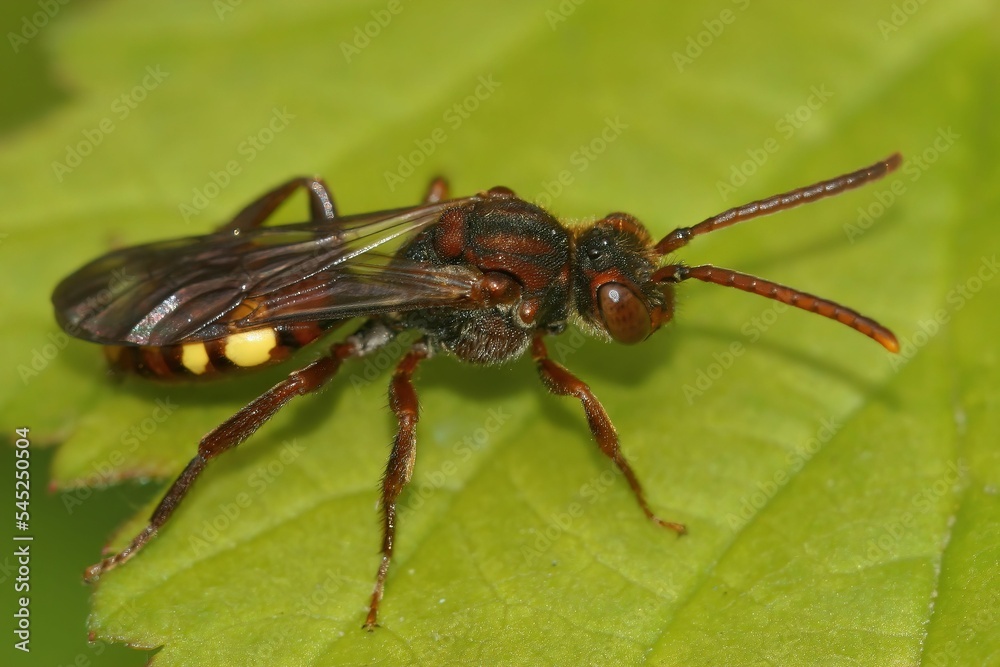 Close up of a cuckoo bee (Nomada) on a green leaf Close up of a cuckoo bee (Nomada) on a green leaf