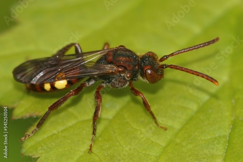 Close up of a cuckoo bee (Nomada) on a green leaf