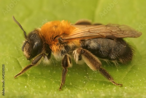 Closeup of a female mining bee (andrena nitida) isolated on a green leaf © Henk Wallays/Wirestock Creators