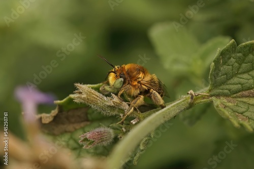 Closeup of a male solitary bee (anthophora bimaculata) isolated on a plant