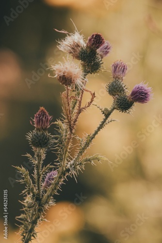 Selective focus shot of Carduus flowers with a green background