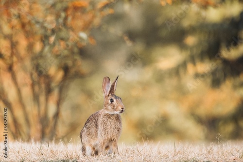 Selective focus shot of a Black-tailed jackrabbit sitting on the ground in a forest photo