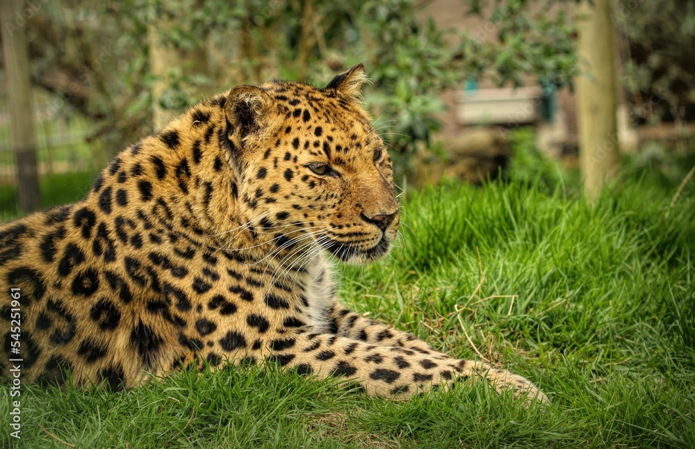 Selective focus of a Amur leopard looking side way while lieing on the grass Selective focus of a Amur leopard looking side way while lieing on the grass