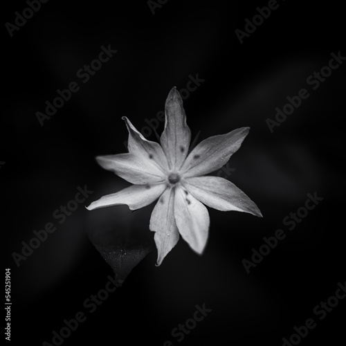 white star shaped flower on black background