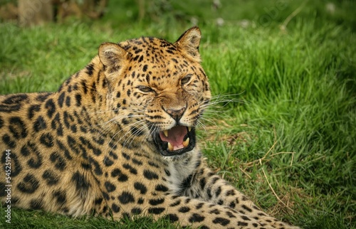 Closeup of an Amur leopard lieing on the grass while roaring