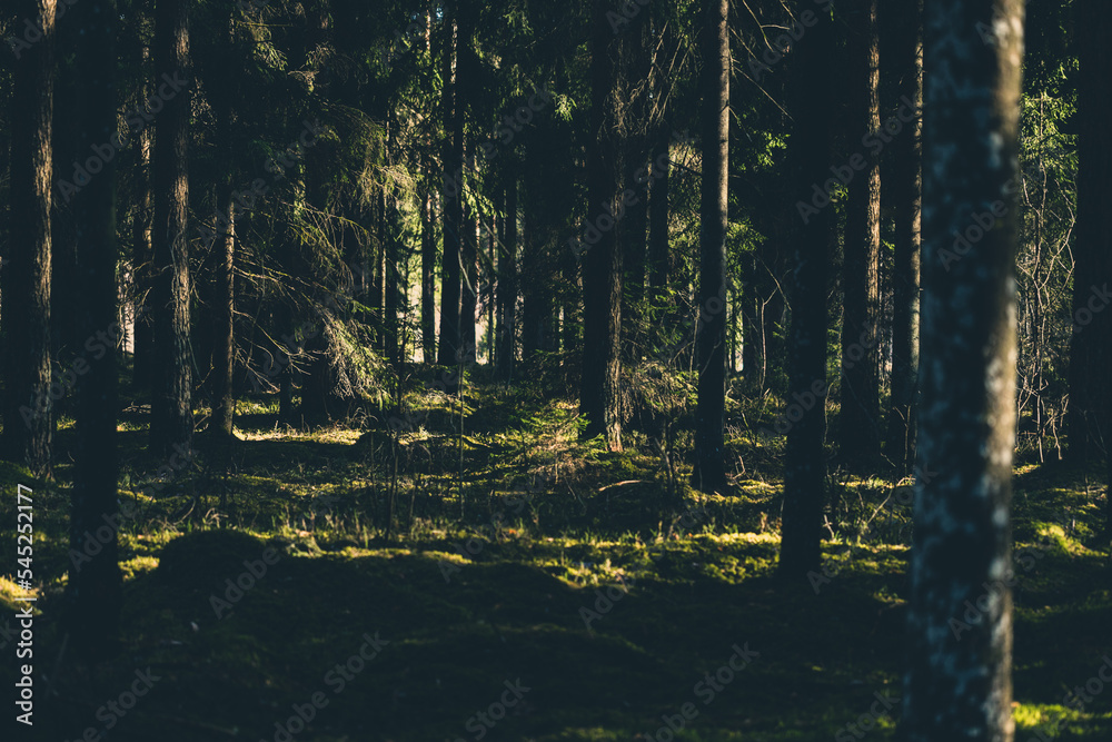 Obraz premium Mysterious spruce forest landscape in sunny autumn weather