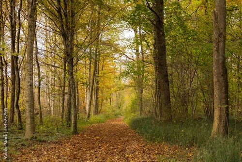 Path covered with yellow leaves, leads through a forest, on a sunny day in autumn