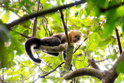 Photography Monkey in the jungle