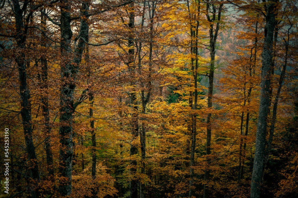 Beautiful shot of tall orange yellow autumn forest trees