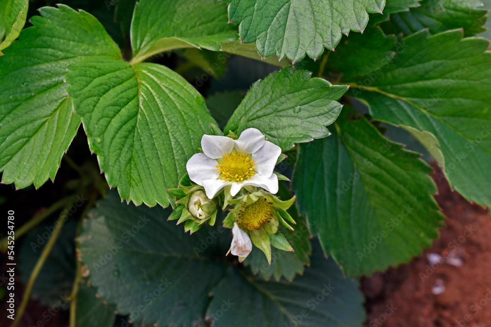 Strawberry flower (Fragaria ananassa) on fruit farm