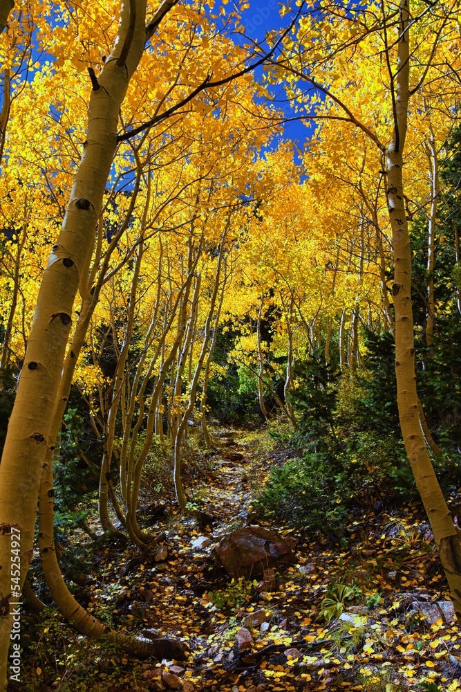 Deseret Peak hiking trail Stansbury Mountains, by Oquirrh Mountains Rocky Mountains, Utah. America. 