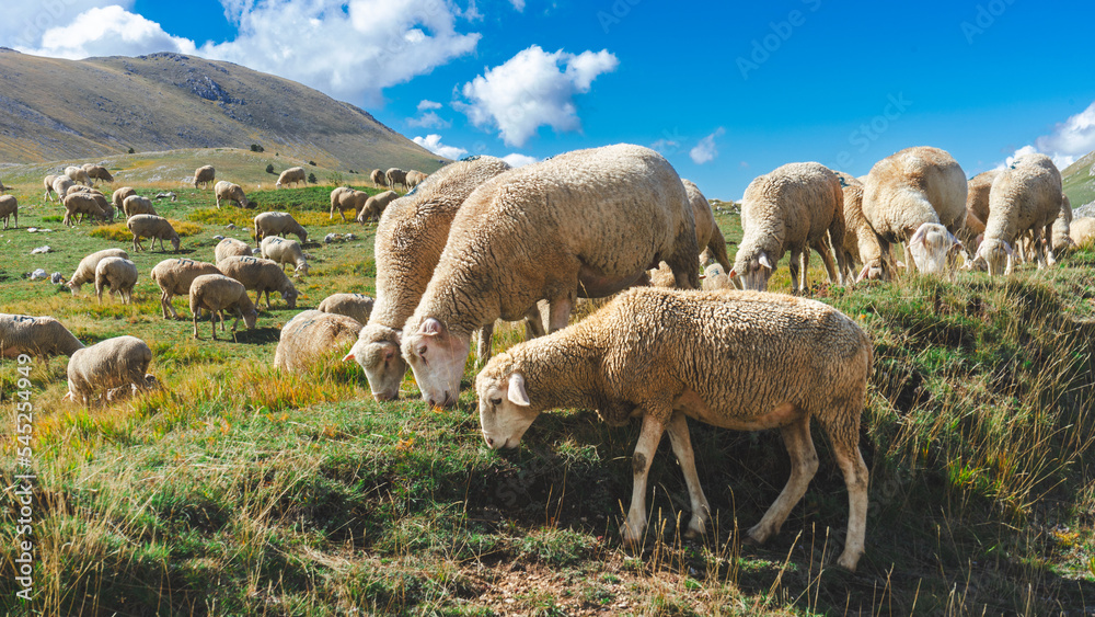 Fototapeta premium sheep in the mountains