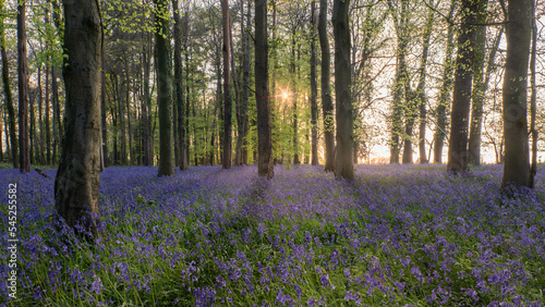 Bluebell Wood