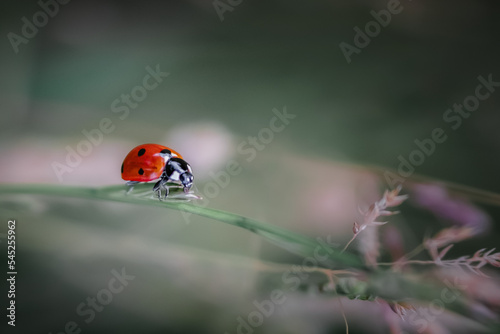 Ladybird © Mark