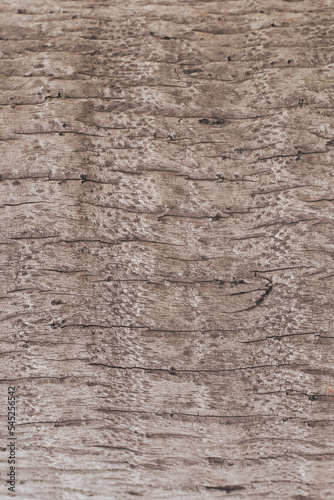 wood bark texture in light brown color. Background for text, template