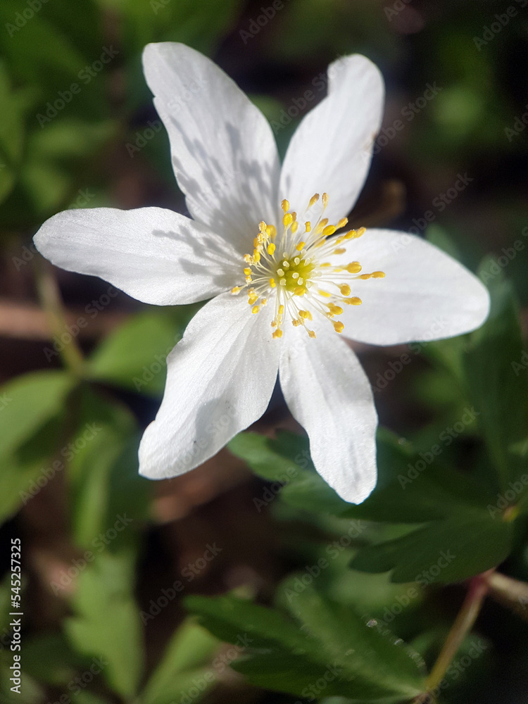 Macro white blossom flower green leaf summer garden Macro white blossom flower green leaf summer garden