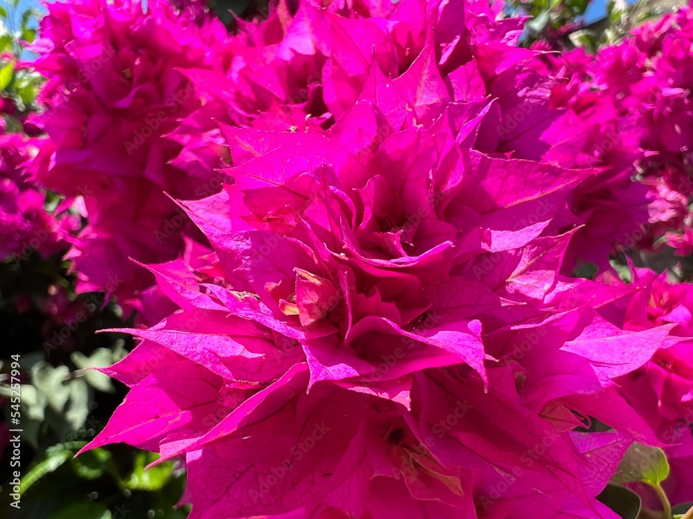 pink and green pink and green