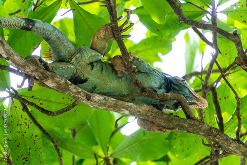 Wild iguana in a tree 