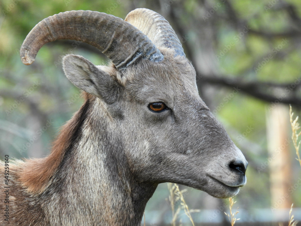 Young bighorn sheep in Bear Country, South Dakota