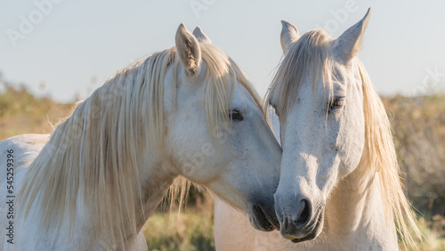 Deux chevaux blancs de Camargue dans le sud de la France. Chevaux élevés en liberté au milieu des taureaux Camarguais dans les étangs de Camargue. Dressés pour être montés par des gardians. 