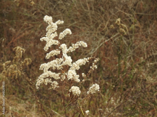 A natural background, Gray Goldenrod, Solidago Nemoralis, during the winter season, Lawrence County, Pennsylvania.