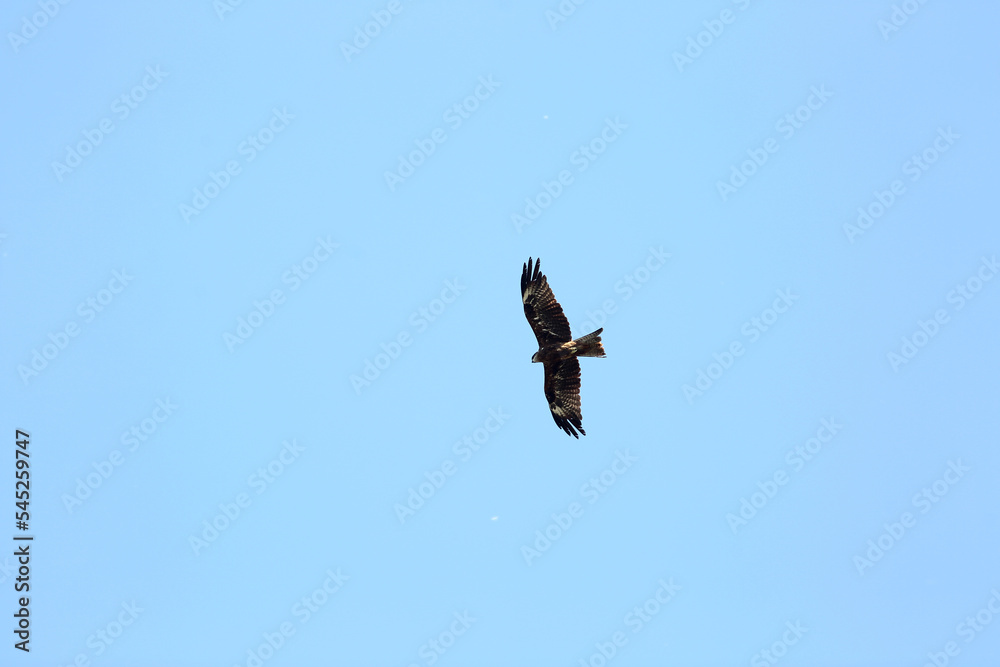 wildlife concept - steppe eagle flying in blue sky wildlife concept - steppe eagle flying in blue sky