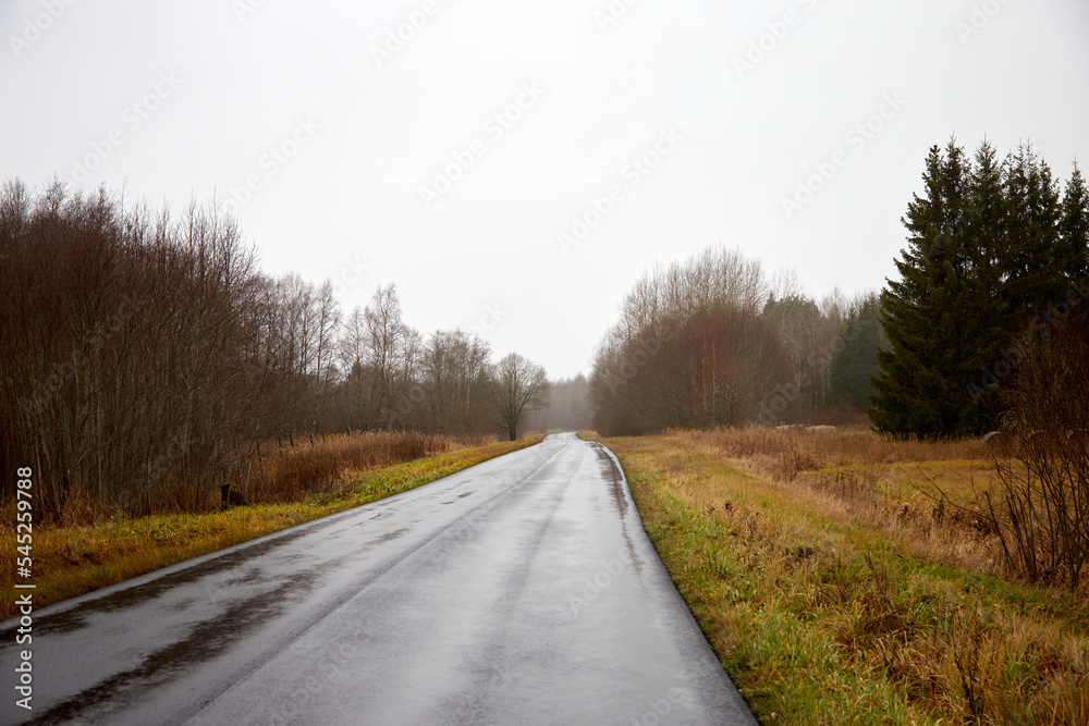 Fototapeta premium Autumn view on a rainy day with a trees on the edge of the road, selective focus