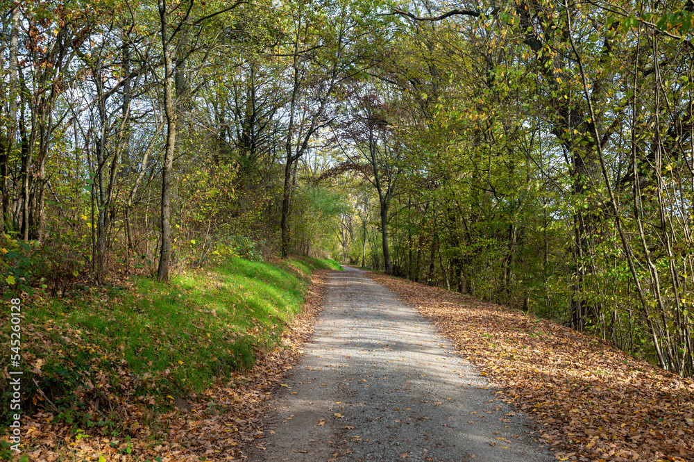 Obraz premium A path through the autumn forest