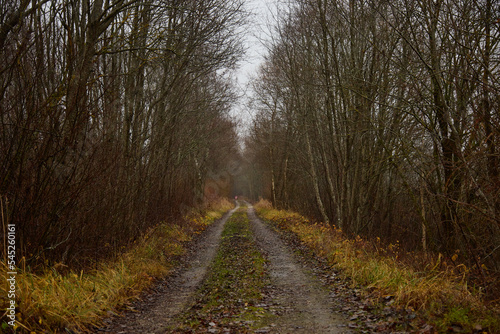 Road between mixed tree, selective focus © Anna