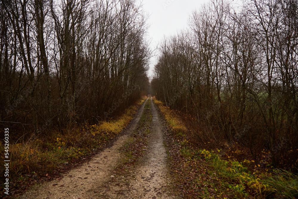 Road between mixed tree, selective focus